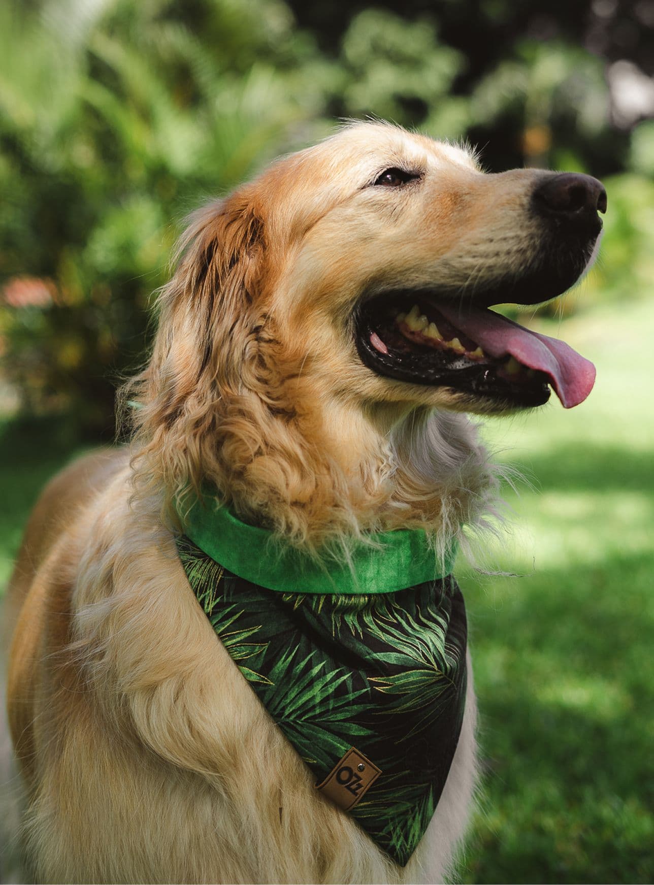 Image of OZzy wearing his own Bandana with a design inspired in the tropical plants