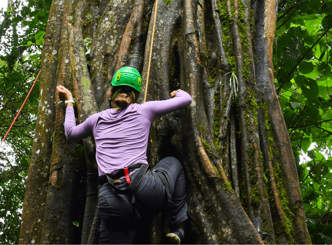 a tourist climbing a tree in a Costa Rica National Park