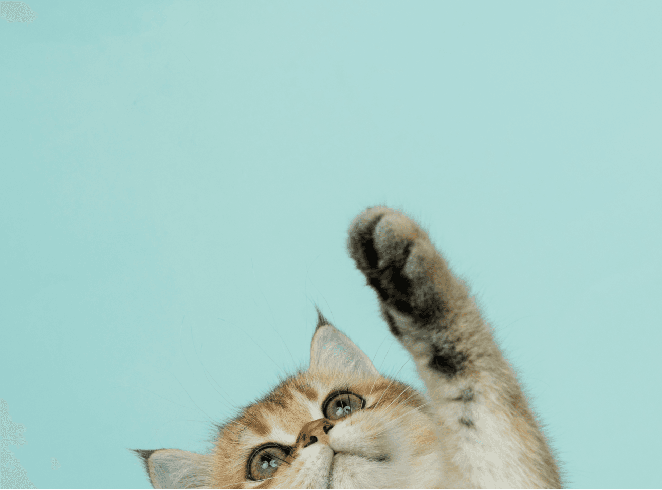 Playful cat reaching upward against a light blue background
