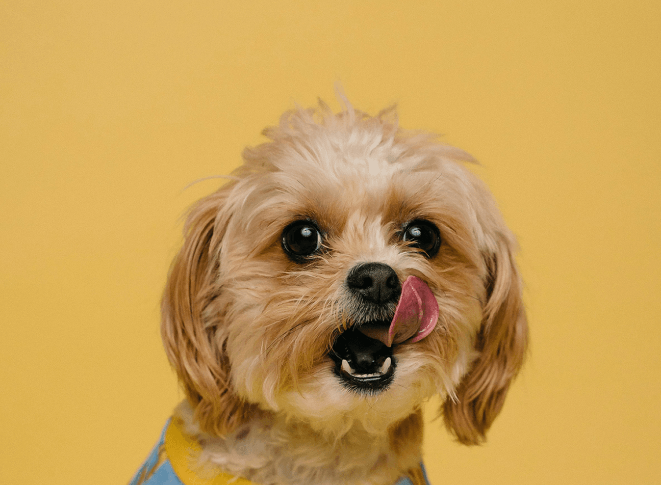 Happy small dog licking its nose against a yellow background